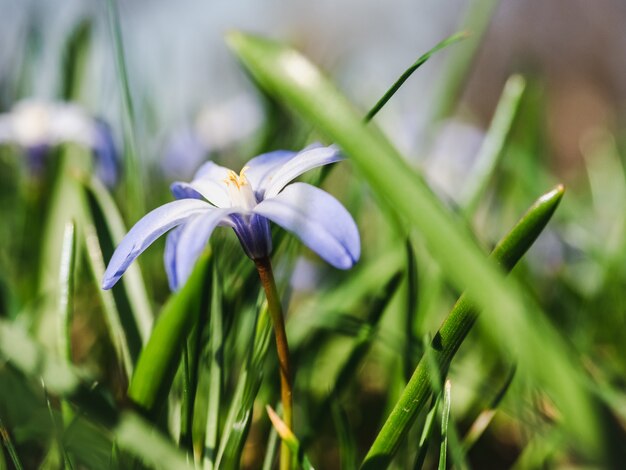 Fiori primaverili, luminosi, primaverili e scilla