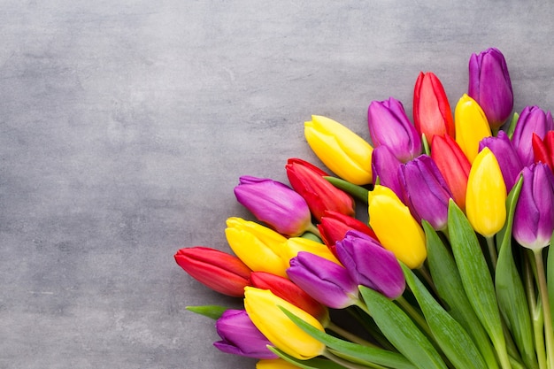 Fiori primaverili multicolori, tulipano su sfondo grigio.