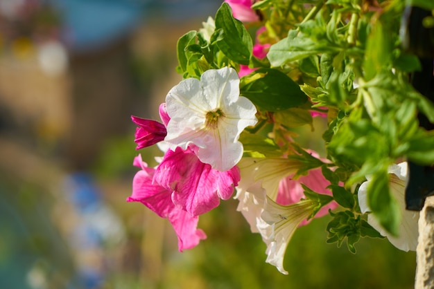 Fiori primaverili nella natura