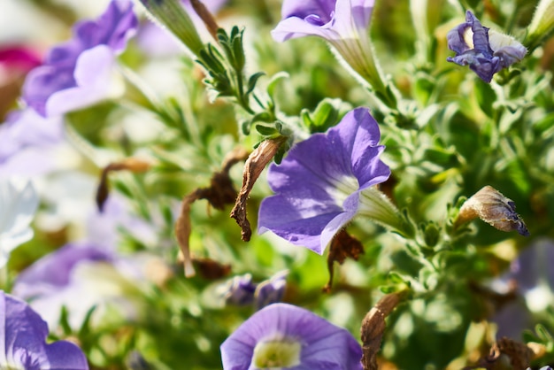 Fiori primaverili nella natura