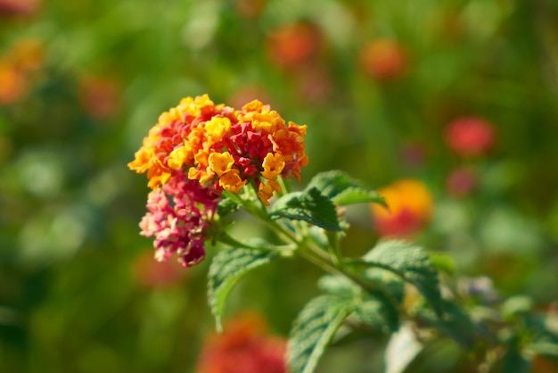 Fiori primaverili nella natura