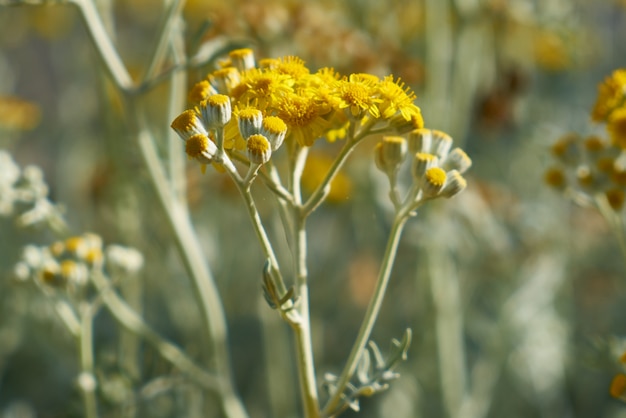 Fiori primaverili nella natura