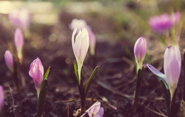 Fiori primaverili, primo piano