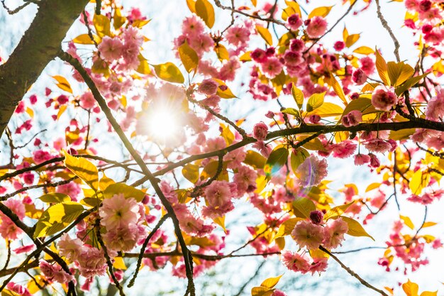 Fiori primaverili rosa con i raggi del sole che passa attraverso