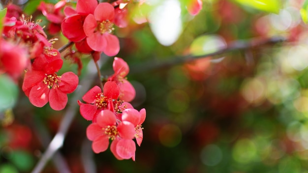 Fiori primaverili rossi di mela cotogna giapponese Chaenomeles japonica su sfondo verde sfocato con bellissimo bokeh Sfondo di fiori primaverili