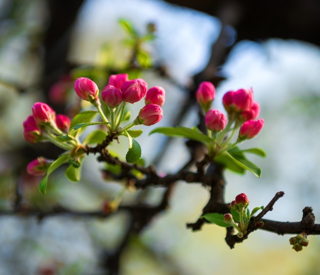 Fiori primaverili rossi. tempo di primavera