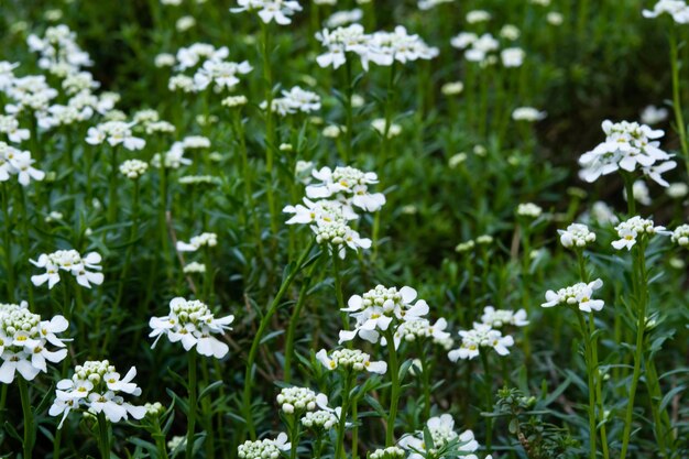 Fiori primaverili serie Spiraea bianca fioritura primaverile alpina