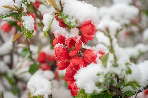 Fiori primaverili sotto la neve