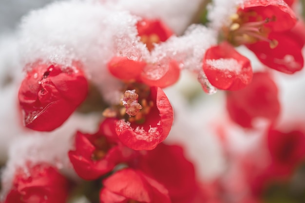 Fiori primaverili sotto la neve