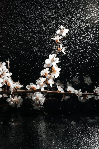 fiori primaverili su uno sfondo scuro anello e gocce d'acqua