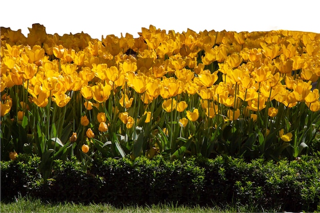 Fiori primaverili tulipani isolati su uno sfondo bianco collezione floreale