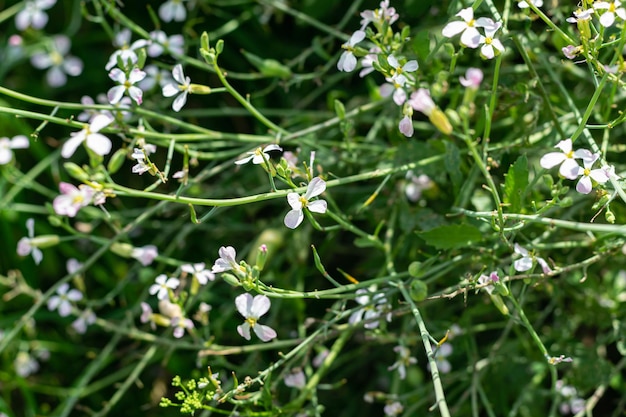 Fiori profumati di matiola bicorno. Sfondo naturale, carta da parati con messa a fuoco selettiva. Foto orizzontale.