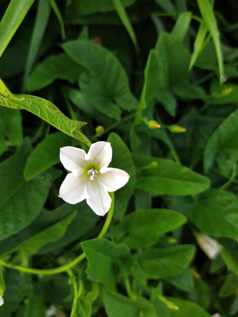 Fiori rampicanti