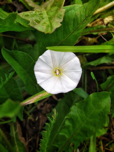 Fiori rampicanti