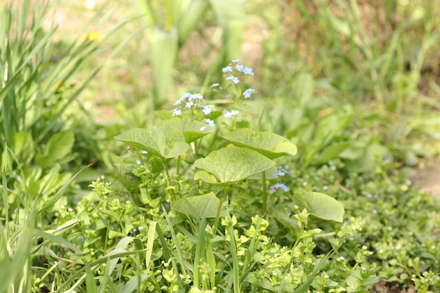 fiori rilassanti come un bellissimo sfondo verde