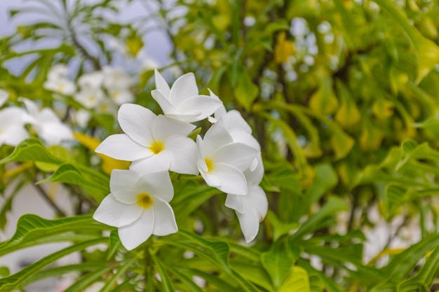 Fiori romantici. Frangipani, Plumeria fioritura fiori bianchi su fogliame verde.