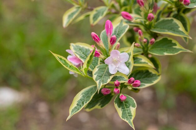 Fiori rosa abbondanti di Weigela florida a metà maggio