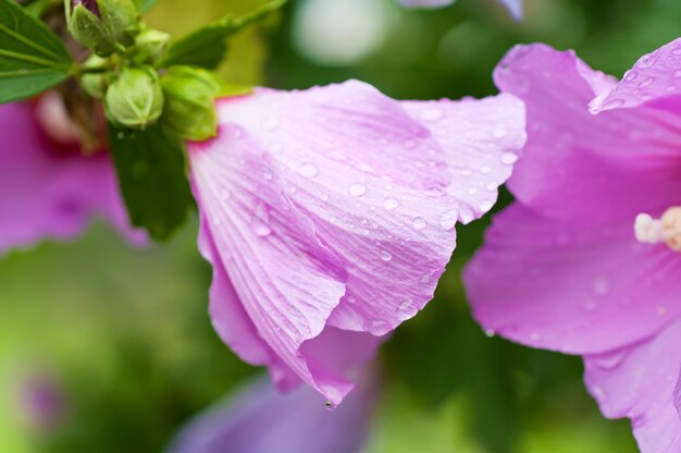 Fiori rosa bagnati che sbocciano in primavera