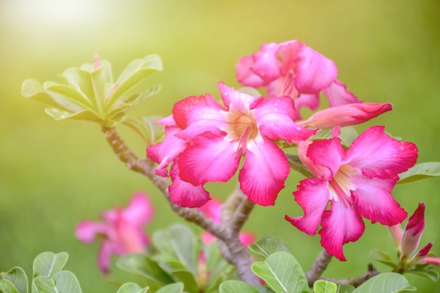 Fiori rosa bignonia o fiore Adenium