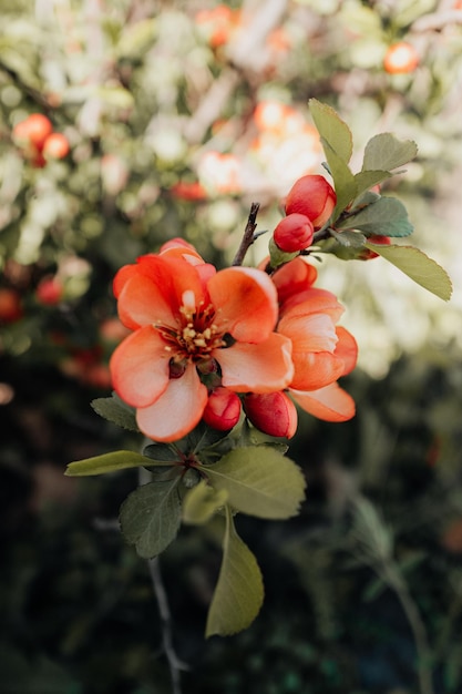 Fiori rosa brillante che fioriscono su un albero primaverile in una giornata di sole