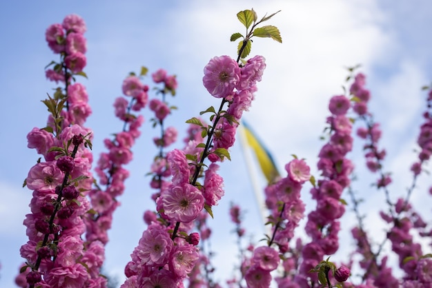 Fiori rosa brillante di mandorle a tre lamelle