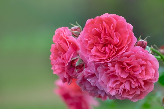 Fiori rosa brillante di una rosa di vimini Bush primo piano con messa a fuoco selettiva morbida e sfondo verde sfocato.