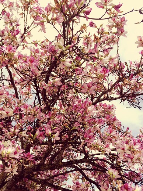 Fiori rosa che fioriscono nel parco contro il cielo