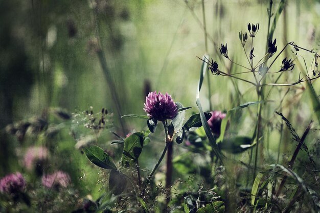 Fiori rosa che fioriscono sul campo