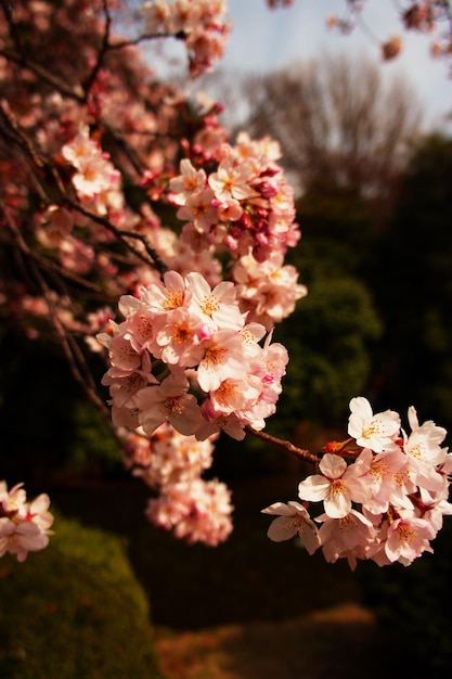 Fiori rosa che fioriscono sull'albero