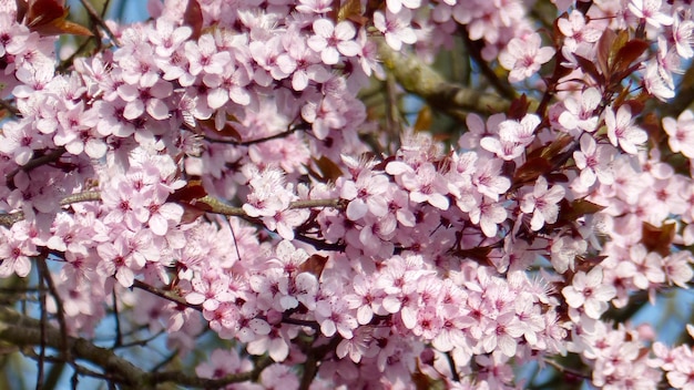 Fiori rosa che fioriscono sull'albero