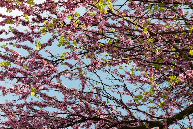 Fiori rosa che sbocciano durante la primavera