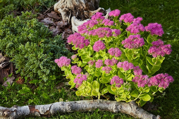 Fiori rosa che sbocciano in giardino