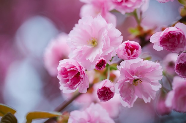 Fiori rosa che sbocciano