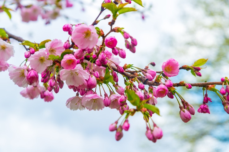 Foto fiori rosa ciliegia giapponese su cielo blu