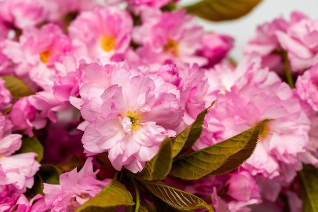 Fiori rosa ciliegia sakura in fiore