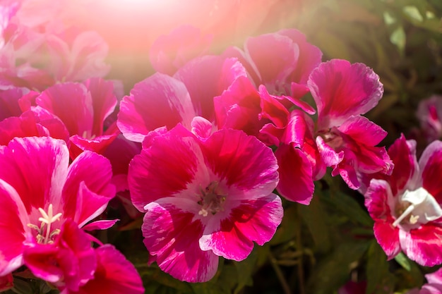 Fiori rosa Clarkia aggraziata o calendula. Sfondo naturale floreale per carta da parati, cartolina, copertina, banner. Bellissimo mazzo.