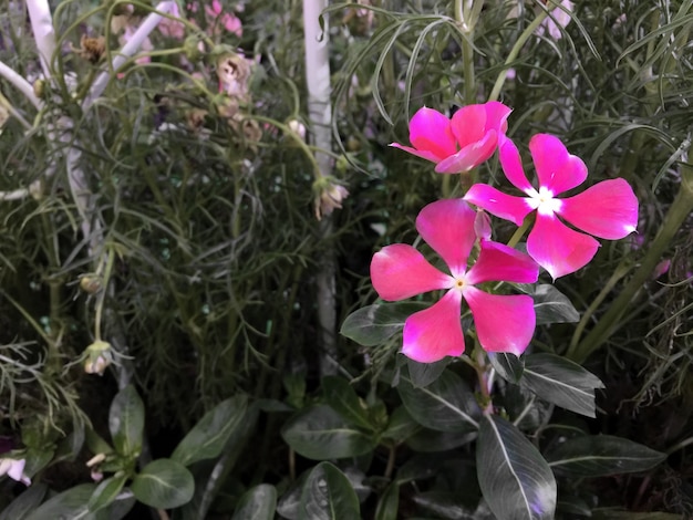 Fiori rosa con cinque petali