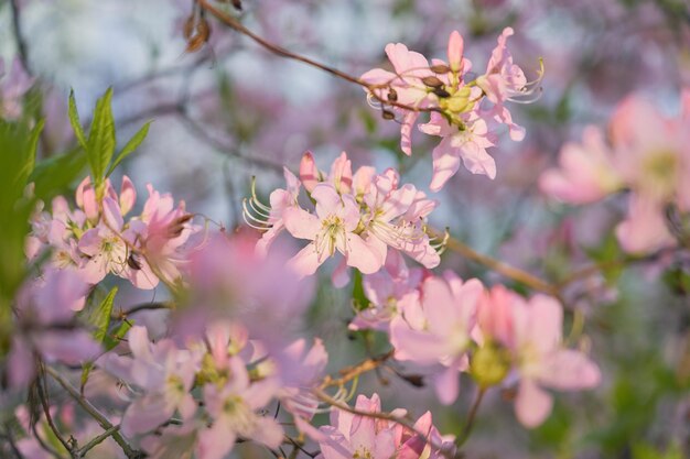 Fiori rosa con uno sfondo bokeh sfocato