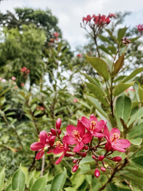 Fiori rosa contro foglie verdi in Cina