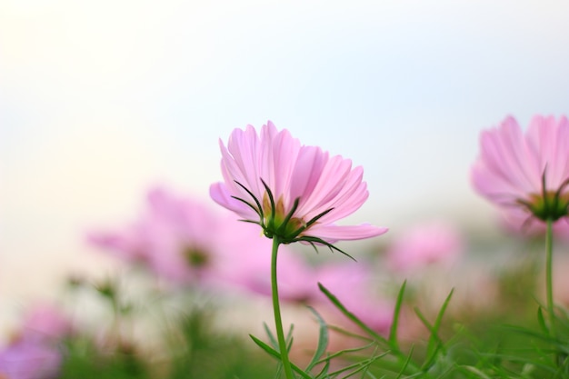 Fiori rosa cosmo