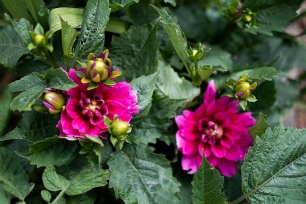 Fiori rosa dalia nel giardino bellissimi fiori estivi con gemme asteraceae