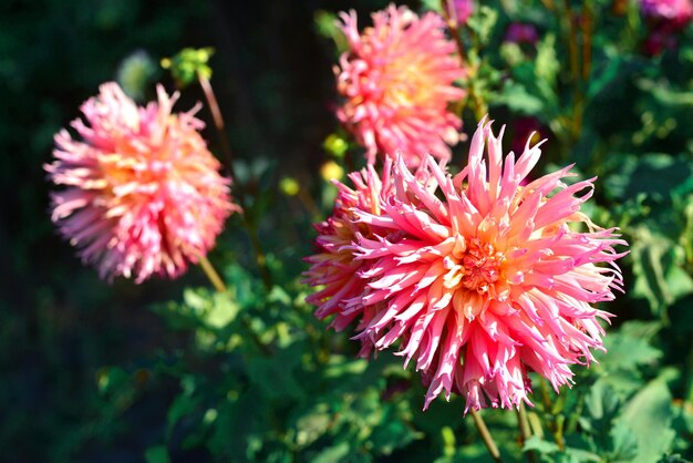 Fiori rosa dalie in giardino sulle aiuole. Soleggiato, Controluce