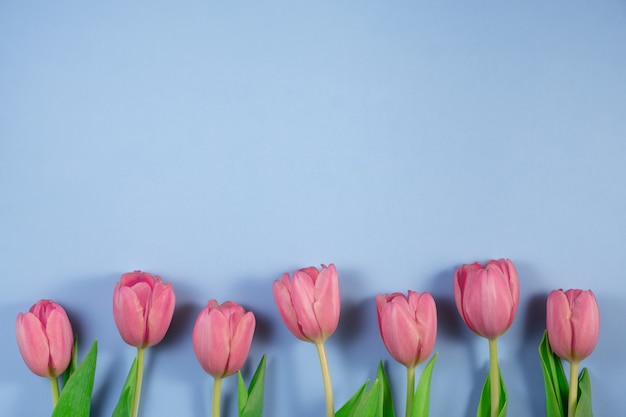 Fiori rosa dei tulipani isolati sull'azzurro