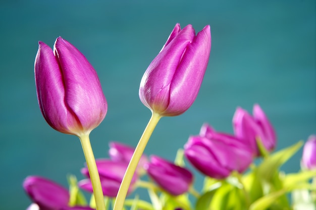 fiori rosa dei tulipani su un fondo del classico dello studio di verde blu