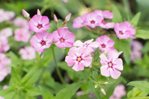 Fiori rosa del Dianthus nella fine del giardino di estate su