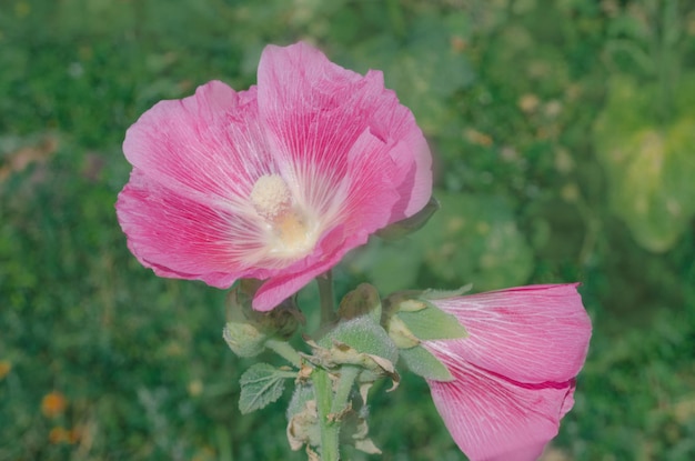 Fiori rosa del fiore di malvarosa o di Althaea rosea
