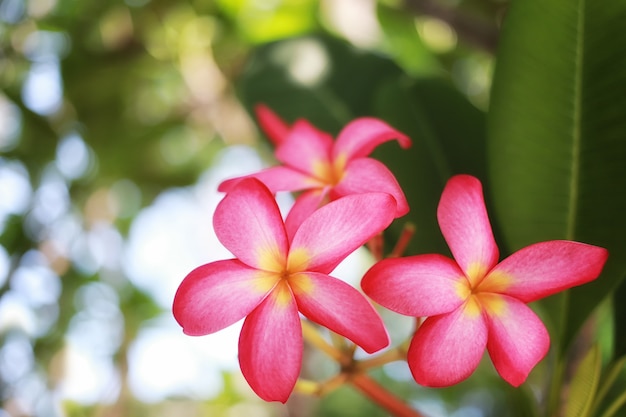 Fiori rosa del frangipane o fioritura rosa di plumeria