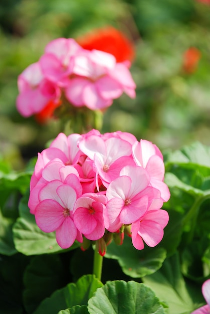 Fiori rosa del geranio del pelargonium che mostrano il loro dettaglio adorabile del petalo nel giardino