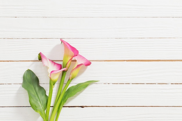 Fiori rosa del giglio di calla su superficie di legno bianca