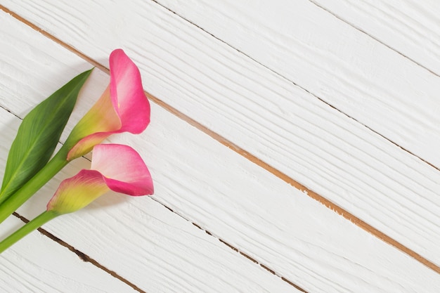 Fiori rosa del giglio di calla su superficie di legno bianca